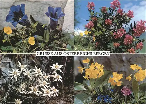 Blumen Enziane Alpenrosen Edelweiss Felsenaurikel  Kat. Pflanzen