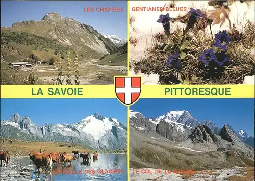 Kuehe Enziane Savoie Chapieux Aiguille des Glaciers Kat. Tiere