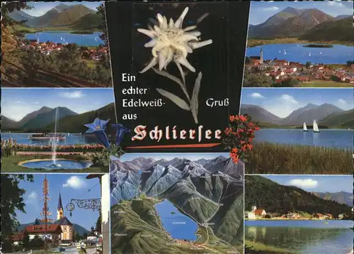 Edelweiss Schliersee  Kat. Pflanzen