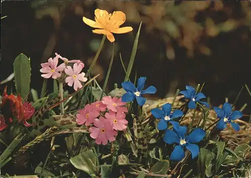 Blumen Bayrischer Enzian Mehlprimel Kat. Pflanzen