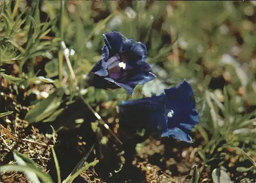 Blumen Enziane  Kat. Pflanzen