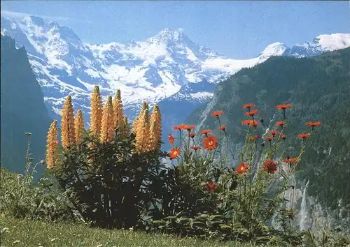 Blumen Breithorn  Kat. Pflanzen