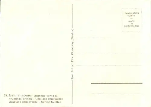 Kuenstlerkarte C. Zeltner Nr. 29 Fruehlingsenzian  Kat. Kuenstlerkarte