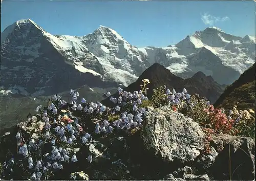 Berge Natur Eiger Moench Jungfrau Blumen Kat. Berge