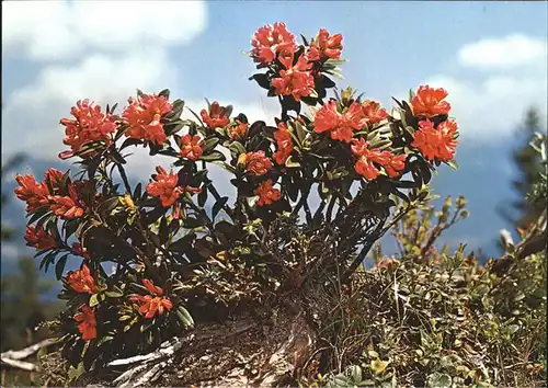 Blumen Alpenrosen Kat. Pflanzen