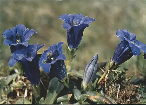 Blumen Enziane  Kat. Pflanzen