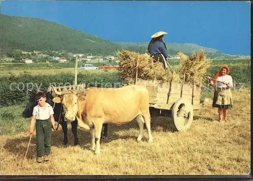 Landwirtschaft Bauern Feldarbeit Kuehe Kat. Landwirtschaft