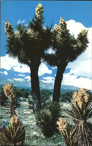 Palm Springs Joshua Tree Forest Nationalpark Kat. Palm Springs