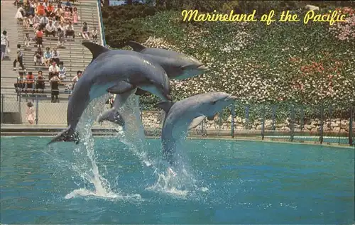 Marineland Dolphin Show Kat. Marineland