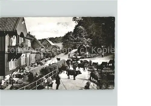 Bad Harzburg Molkenhaus Kuehe Kat. Bad Harzburg