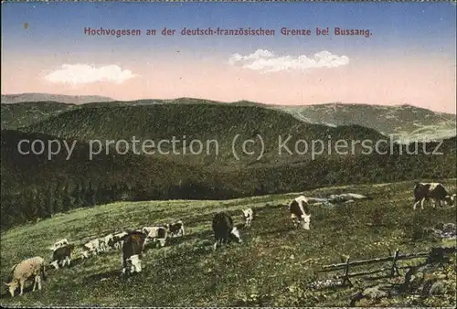 Bussang Vosges Hochvogesen mit Kuhherde Kat. Bussang