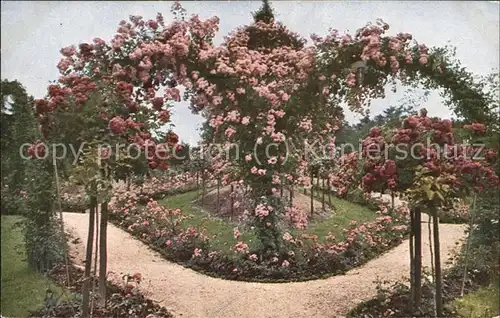 Rosen Garten Spalier Herz Kat. Pflanzen