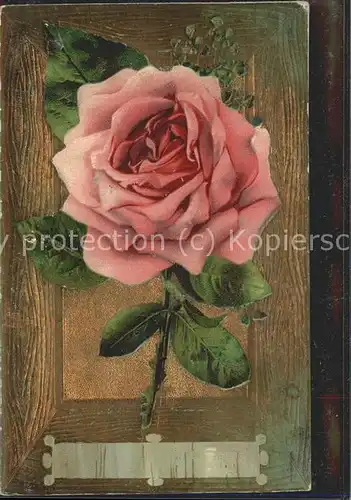 Rose Rose Kat. Pflanzen
