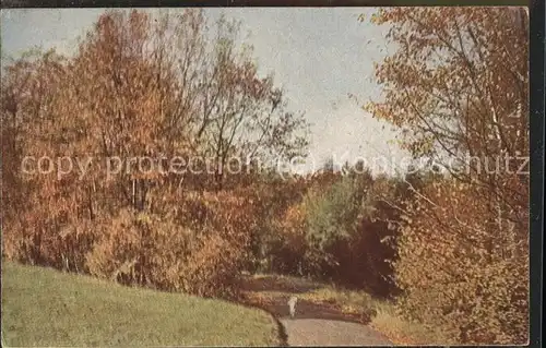 Baeume Trees Natur Herbst Kat. Pflanzen