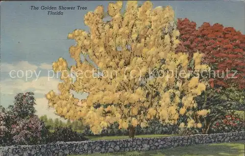 Baeume Trees Golden Shower Tree Florida Kat. Pflanzen