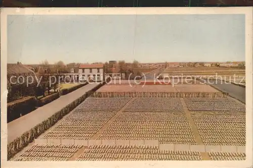 Landwirtschaft Hyacinthenvelden Amsterdam Kat. Landwirtschaft