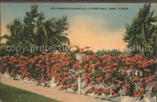 Blumen Crimson Bougainvillea Covered Wall Miami Florida Kat. Pflanzen