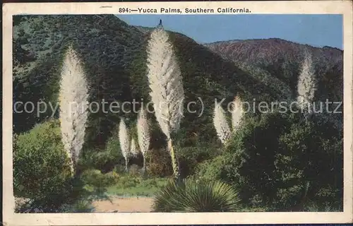 Baeume Trees Yucca Palms Sothern California Kat. Pflanzen
