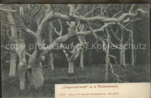 Baeume Trees Gespensterwald Wiedortwiese Kat. Pflanzen