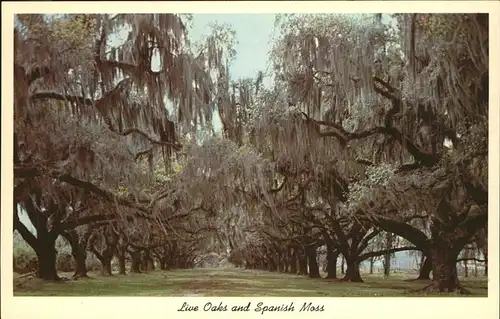 Baeume Trees Live Oaks and Spanish Moss Deep South of USA Kat. Pflanzen