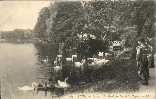 Lyon Parc
Bords du Luc
Cygnes Kat. Lyon