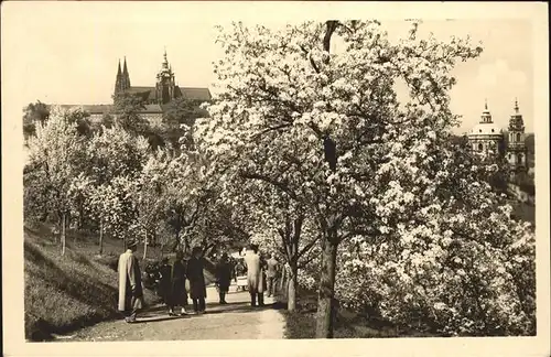 Prag Prahy Prague Hradcany Hradschin Prager Burg Kathedrale Veitsdom Baumbluete Kat. Praha