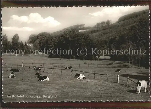 Hohenhausen Lippe Viehweide Kuehe Kat. Kalletal