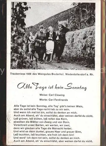 Niederdollendorf Traubenlese des Weingutes Brederhof Kat. Koenigswinter