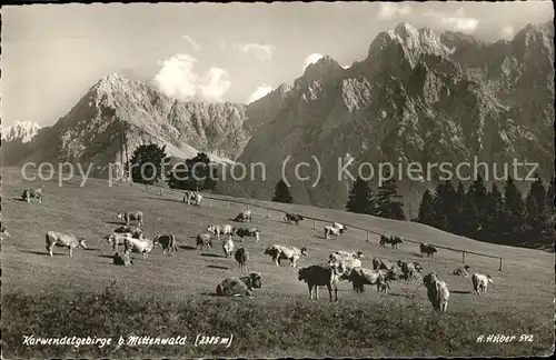 Mittenwald Bayern Karwendelgebirge Alm Kuehe Kat. Mittenwald