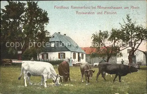Assmannshausen Forsthaus Kammerforst Kuhherde / Ruedesheim am Rhein /