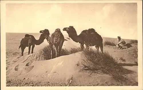 Kamele Bou Saada Chameaux   Kat. Tiere