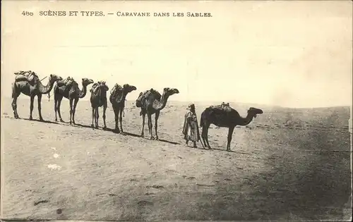 Kamele Saida Oran Kat. Tiere
