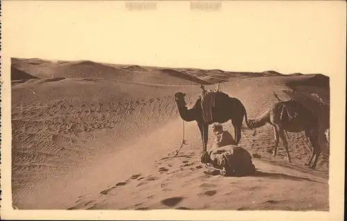 Kamele Laghouat Priere au Desert Kat. Tiere