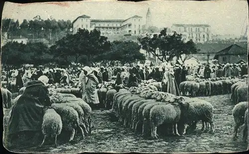 Schafe Algerie Maison Carree Marche aux Moutons  Kat. Tiere