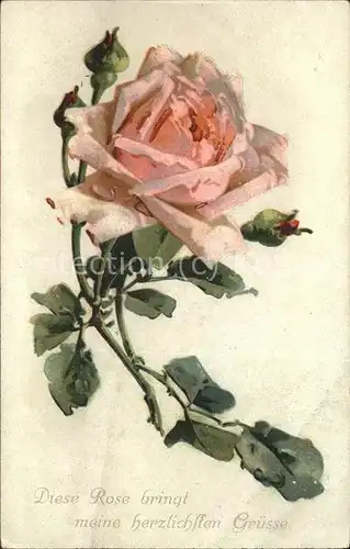 Blumengruesse Rose Kat. Greetings
