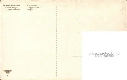 Kuenstlerkarte Eduard Ruedisuehli Rotbuchen Nr. 9  Kat. Kuenstlerkarte