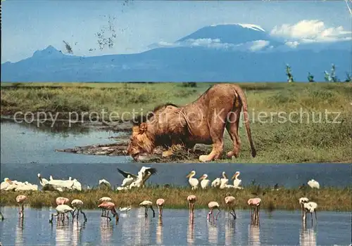 Loewe Mount Kilimanjaro Flamingos Pelikane Kat. Tiere