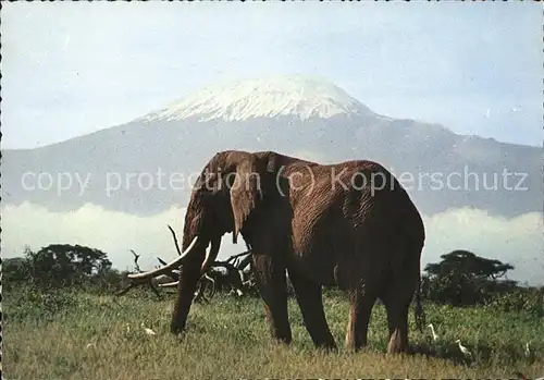 Elefant Kilimanjaro Kat. Tiere