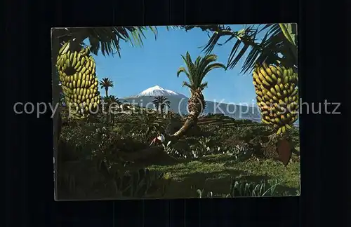 Bananen Tenerife Teide  Kat. Pflanzen