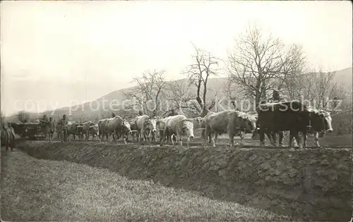 Landwirtschaft Kuehe Rinder Herde Kat. Landwirtschaft