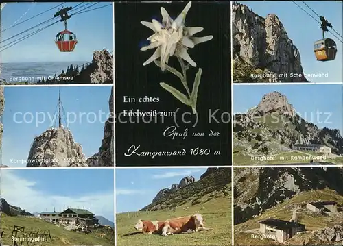 Edelweiss Seilbahn Kampenwand Kuehe Bergbahn Chiemsee Kat. Pflanzen