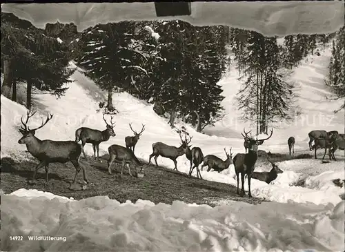 Reh Wildfuetterung Allgaeu Kat. Tiere