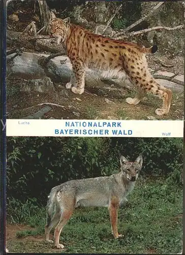 Wolf Tiere Luchs Nationalpark Bayerischer Wald / Tiere /