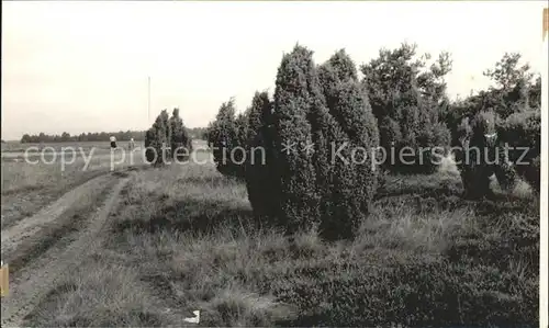 Holm Seppensen Wachholder Lueneburger Heide Kat. Buchholz in der Nordheide