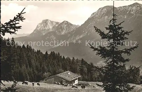 Inzell Baeckeralm mit Zwiesel und Hochstaufen Chiemgauer Alpen Viehweide Kuehe Kat. Inzell