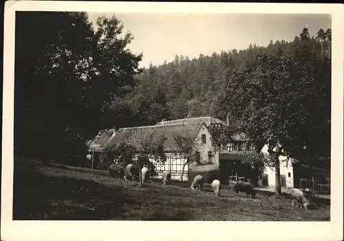 Eisenberg Thueringen Baeuerliches Anwesen Schafe im Muehltal Kat. Eisenberg