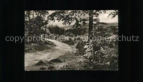 Bad Rothenfelde Waldweg Wald Kat. Bad Rothenfelde