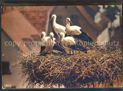 Storchsnest Colmar Familie Storch / Mainhardt /Schwaebisch Hall LKR