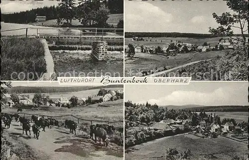 Buntenbock Gesamtansicht Luftkurort Viehtrieb Kuehe Wehr Kat. Clausthal Zellerfeld