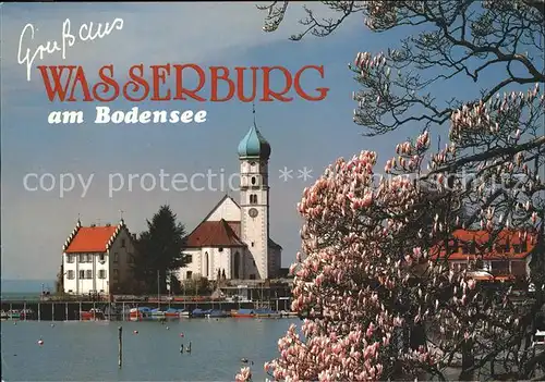 Wasserburg Bodensee Fruehling Baumbluete Kirche Kat. Wasserburg (Bodensee)
